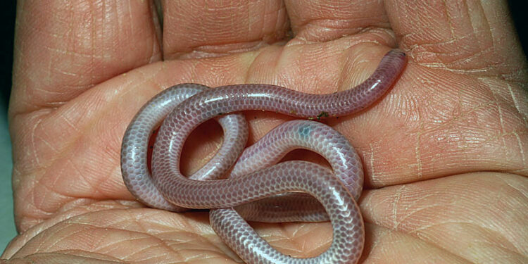 Quel serpent reste petit ?