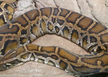 Quel serpent sort la nuit ?