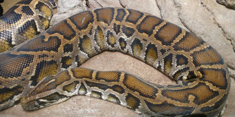 Quel serpent sort la nuit ?