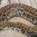 Quel serpent sort la nuit ?