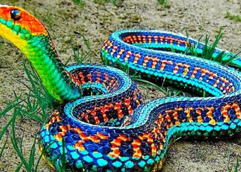 Quel serpent tué le plus d'homme ?