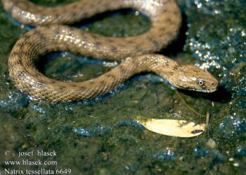 Quel serpent tué le plus d'homme ?