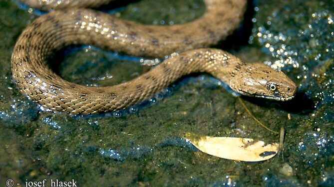 Quel serpent tué le plus d'homme ?