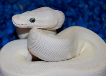 Quel serpent tué le plus d'homme ?