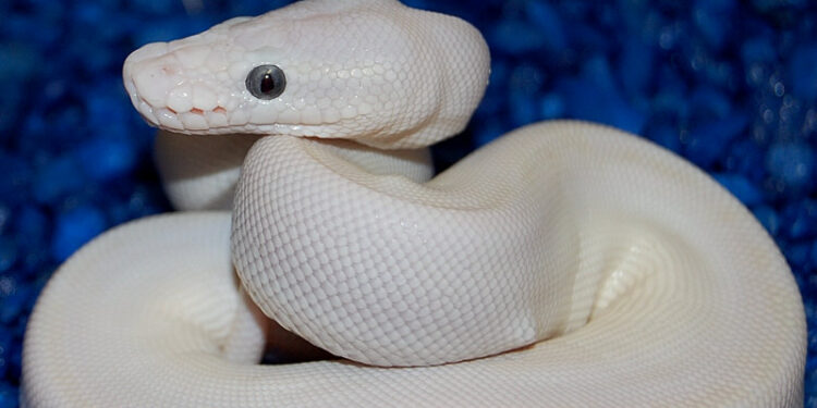 Quel serpent tué le plus d'homme ?