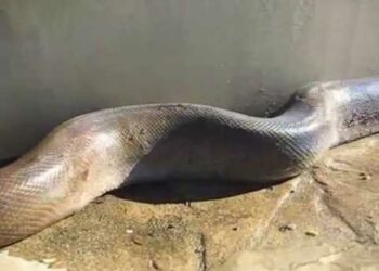 Quel serpent tué le plus d'homme ?