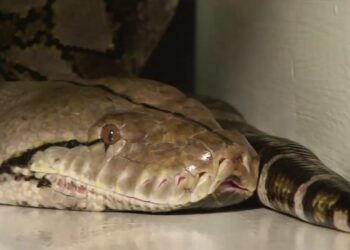 Quel serpent tué le plus d'homme ?