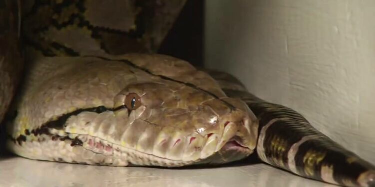 Quel serpent tué le plus d'homme ?