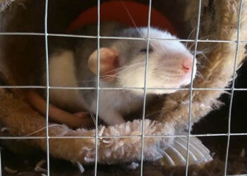 Quel site pour adopter un rat ?