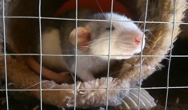 Quel site pour adopter un rat ?