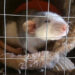 Quel site pour adopter un rat ?