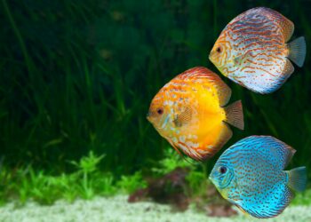 Quel sol pour aquarium Discus ?