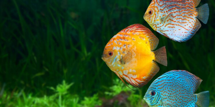 Quel sol pour aquarium Discus ?