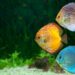 Quel sol pour aquarium Discus ?