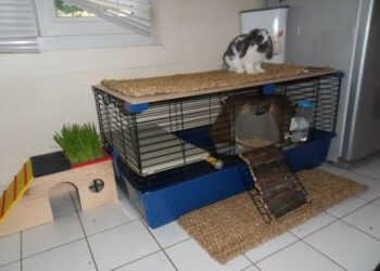 Quel sol pour le lapin ?