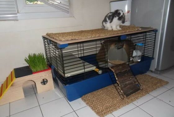 Quel sol pour le lapin ?