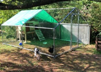 Quel sol pour l'enclos des poules ?