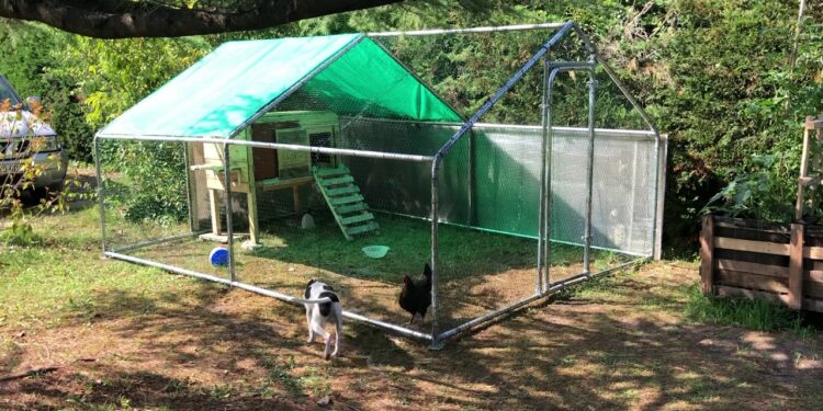 Quel sol pour l'enclos des poules ?