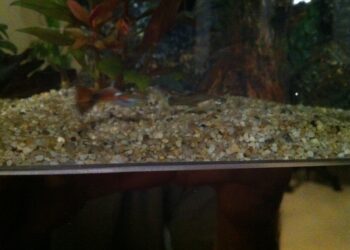 Quel sol pour les guppys ?