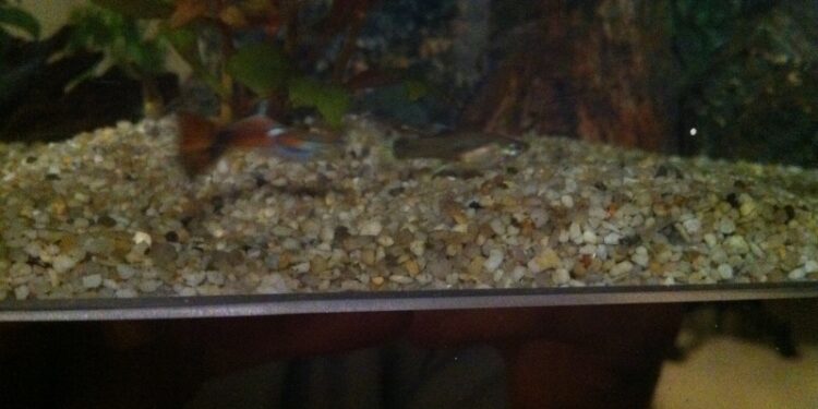 Quel sol pour les guppys ?