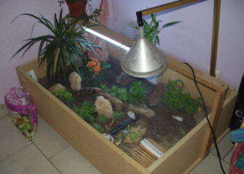 Quel sol pour les tortues Hermann ?