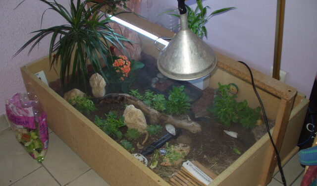 Quel sol pour les tortues Hermann ?