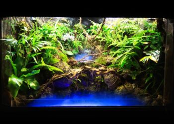 Quel sol pour paludarium ?