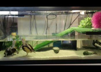 Quel sol pour tortue ?