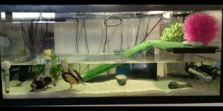 Quel sol pour tortue ?