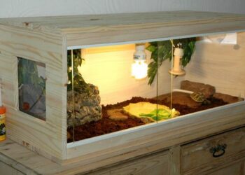 Quel sol pour tortue Hermann ?