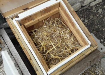 Quel sol pour tortue Hermann ?