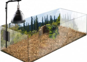 Quel sol pour tortue de terre ?