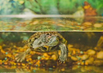 Quel sol pour tortue d'eau ?