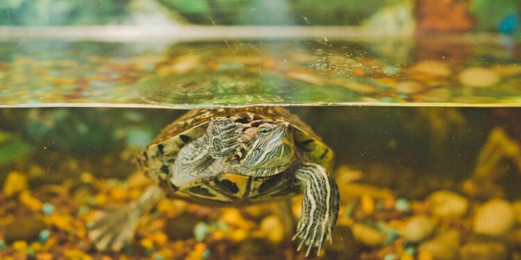 Quel sol pour tortue d'eau ?