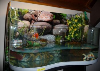 Quel sol pour tortue d'eau ?