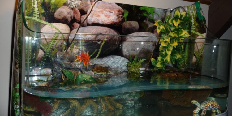 Quel sol pour tortue d'eau ?