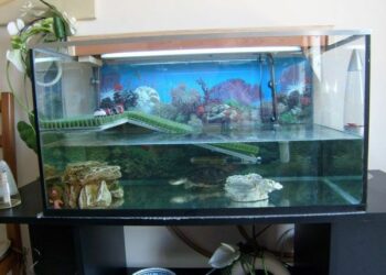 Quel sol pour tortue d'eau ?