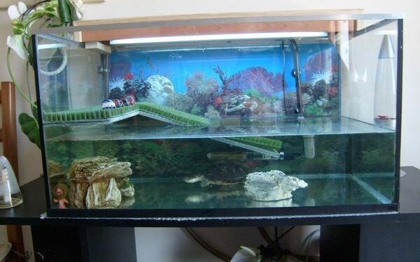 Quel sol pour tortue d'eau ?