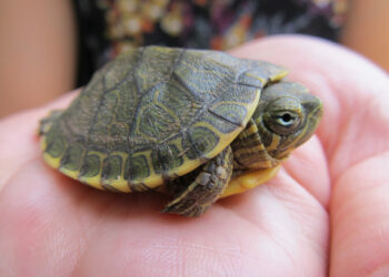 Quel sol pour tortue d'eau ?