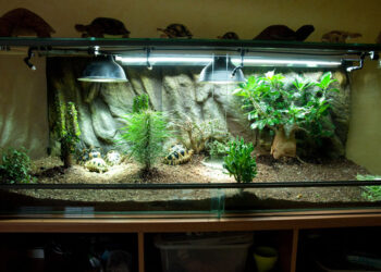 Quel sol pour une tortue ?