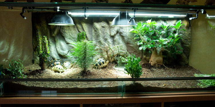 Quel sol pour une tortue ?