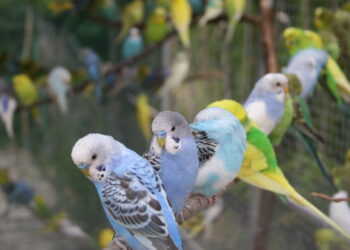 Quel sol pour une volière extérieure ?