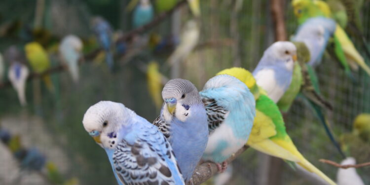 Quel sol pour une volière extérieure ?