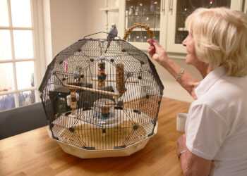 Quel sont les meilleurs oiseaux de compagnie ?