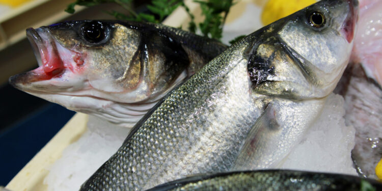 Quel sont les meilleurs poissons à manger ?