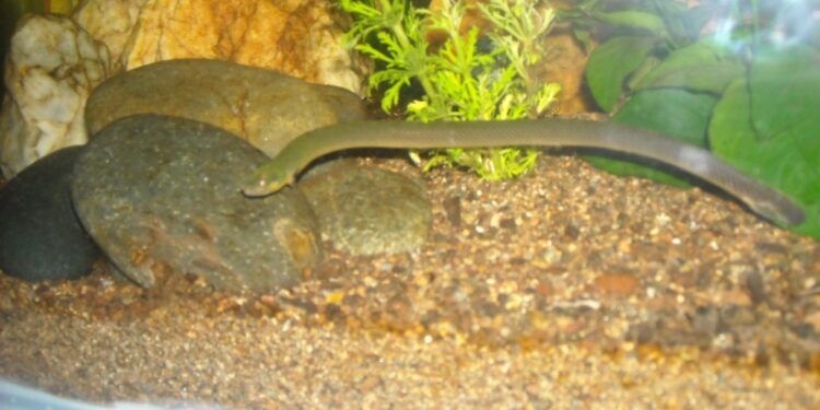 Quel sont les poissons d'eau douce ?