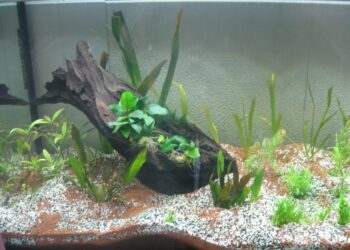 Quel substrat choisir ?