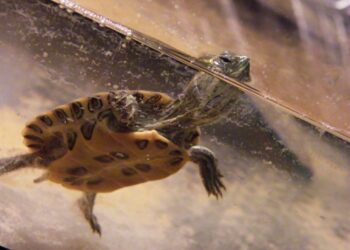 Quel taille d'aquarium pour une tortue d'eau ?
