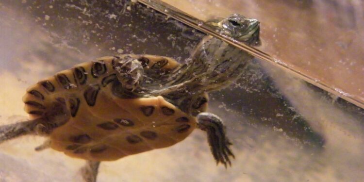 Quel taille d'aquarium pour une tortue d'eau ?