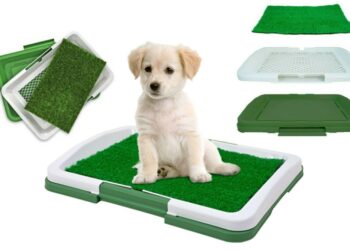 Quel tapis de salon quand on a un chien ?